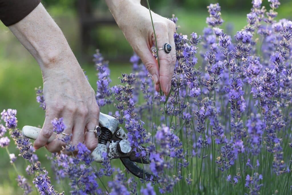 Girl Pruning Lavender Bush In The Garden 