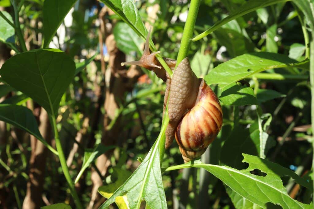 Snail On A Branch With Green Leaves