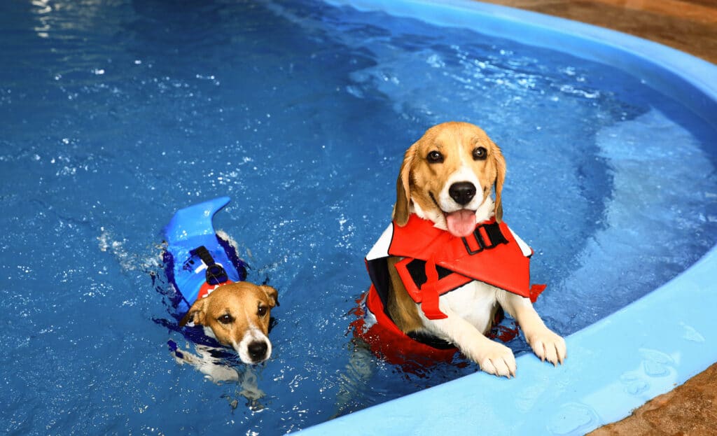 Dogs And Summer Two Dogs In Life Jackets Practicing Swimming