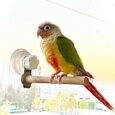 Bird-WindowBathCarTravel-Perch-Stand-with-Suction-Cup-for-Small-and.jpg