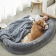 RRPETHOME-Dog-Bed-Large-Sized-Dog-71-X-46-Orthopedic.jpg