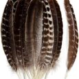 THARAHT-24pcs-Natural-Wild-Turkey-Wing-Feathers-Quill-Bulk-8-10inch.jpg
