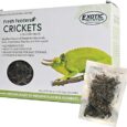Fresh-Feeders-Crickets-All-Natural-High-Protein-Insect-Treat.jpg