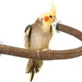 RYPET-Parrot-Bird-Natural-Wood-Stand-Perch-Swing-U-Shape.jpg