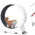 Cat-Exercise-WheelPETPNR-Cat-Wheels-for-Indoor-Cats39-H-Large.jpg