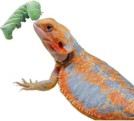 Hornworms 2 Cups (40-55 Counts) - Super Variety Meal Worms and Live Insects Reptile Treat for Bearded Dragons, Chameleons, Geckos, and Other Reptiles