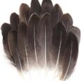 THARAHT-120pcs-Natrual-Gray-Natrual-Goose-Feathers-Natural-Bulk-6-8.jpg