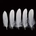 HAPPY-FEATHER-100PCS-6-8-inch-Natural-Goose-Feathers-for-Crafts.jpg
