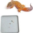 Leopard-Gecko-Potty-Pad-Gecko-Potty-LatrineTrays-Crested-Gecko-Leopard.jpg