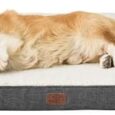 Bedsure-Memory-Foam-Dog-Bed-for-Medium-Dogs-Orthopedic.jpg