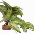 Reptile-Plants-for-Terrarium-Ball-Python-Tank-Decor-Accessories-fit.jpg
