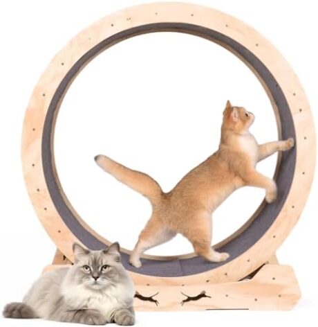 KKHAN Cat Wheel Exerciser Cat Exercise Wheel Indoor with Locking Mechanism