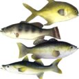 4-Pack-Fake-Fish-11-Inch-Realistic-Artificial-Fishes-Models.jpg