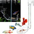 Shrimp-Fish-Feeding-Dish-Aquarium-Sky-Restaurant-Betta-Feeding.jpg