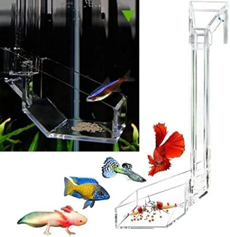 Shrimp Fish Feeding Dish, Aquarium -Sky Restaurant- Betta Feeding - Prevent Food Spilling, Fish Feeder, Also Easy to Clean Up The Food Left Over, African Feeding, Dwarf Frogs Feeding (L)