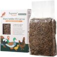 Natural-Black-Soldier-Fly-Larvae-for-Chickens-85X-More-Calcium.jpg