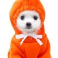 ANIAC-Funny-Pet-Clothes-for-Small-Dog-Cat-Carrot-Dog.jpg