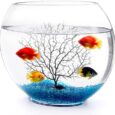 Okllen-Mini-Glass-Fish-Bowl-Oblate-Small-Fish-Tank-with.jpg