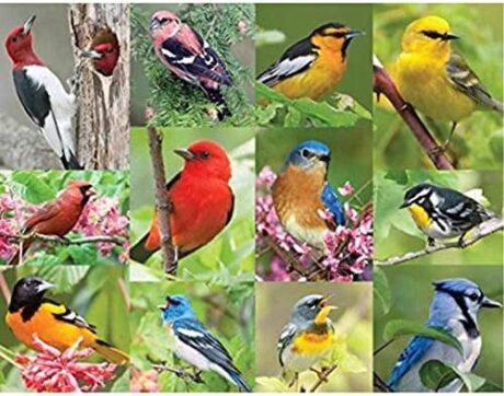 Springbok Birds of a Feather 500 piece Jigsaw Puzzle for Adults features a photo collage of colorful American birds