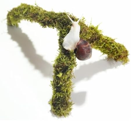 12 Inch Pet Snail Climbing Toys, Ideal Snail Terrarium Accessories, Perfect for Pet Snails That Like to Climb