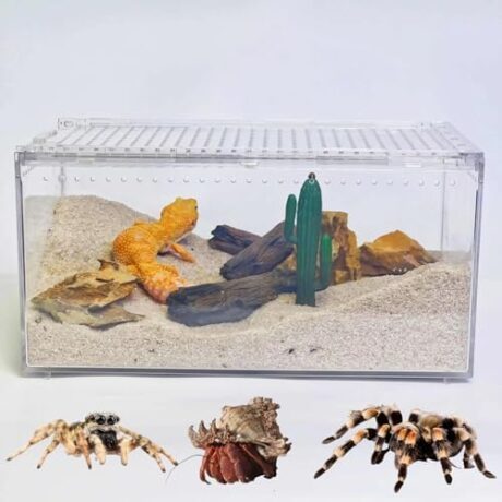 Mini Reptile Terrarium, 12" x 8"x 6" Reptile Tank with Full View Visually Appealing, for Hermit Crab, Tarantula, Jumping Spider，Frog, Bearded Dragon, Iguana, Tortoise, Leopard Gecko, Insect, Fish