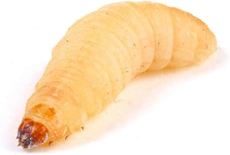 250 Count Live Waxworms