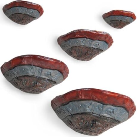 Set of 5 Mini Mushroom Wall Shelves - Cottage Core Decor, Reptile Tank Accessories, 1-3 Inches, Multicolor, Smooth Edges