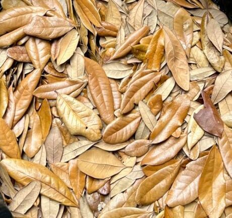 1 Gallon of Live Oak Leaves Organic Leaf Litter Dried Heat Treated All Natural Pet Reptile Frog Snake Isopods Turtles Bioactive Vivarium Terrarium Ships Fast