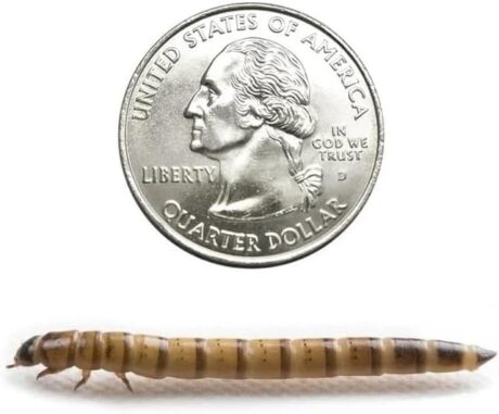 Dubia.com 200 Large Superworms Live Premium Super Worms for Reptiles, Bearded Dragons, Baby Geckos, and Turtles Rich in Protein and Nutrition Zophobas Morio Larvae Stage Easy to Store and Use