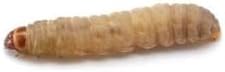 Dubia.com 250 Live Waxworms Worms, HighProtein Wax Worms, Ideal for Pets, Reptiles, Amphibians, Birds and Fishing