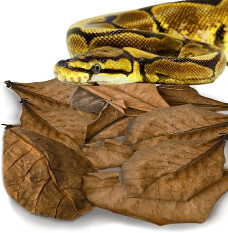 SunGrow Leaf Litter for Snakes, 10 Pcs Medium Indian Almond Catappa Leaves Substrate Maintain Humidity in Corn Snake and Ball Python Terrarium, 4-7 Inches, Reptile Tank Decor Accessories