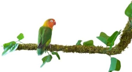 25 Inch Bendable Bird Perches, Bird Toys, Ideal Bird Cage Accessories